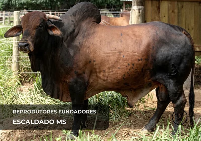 Reprodutores fundadores 3