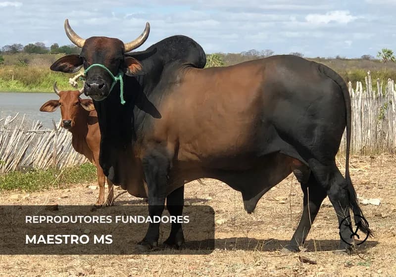 Reprodutores fundadores 6