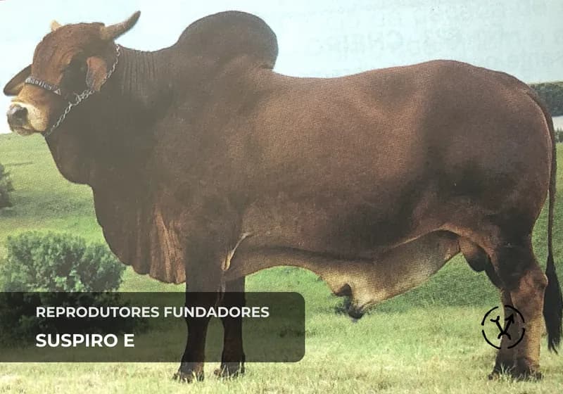 Reprodutores fundadores 9