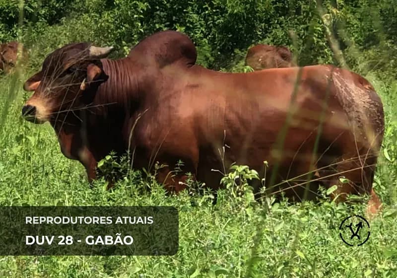 Reprodutores atuais 2