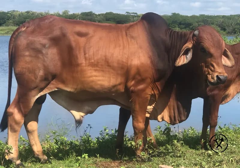 Animais produzidos 7