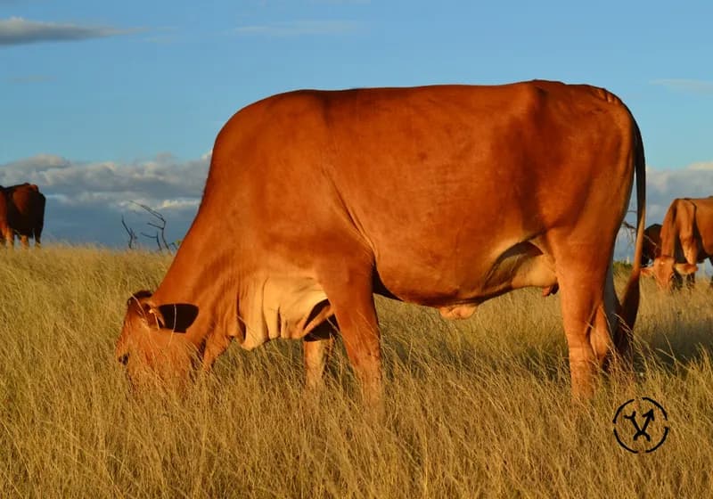 Animais produzidos 10