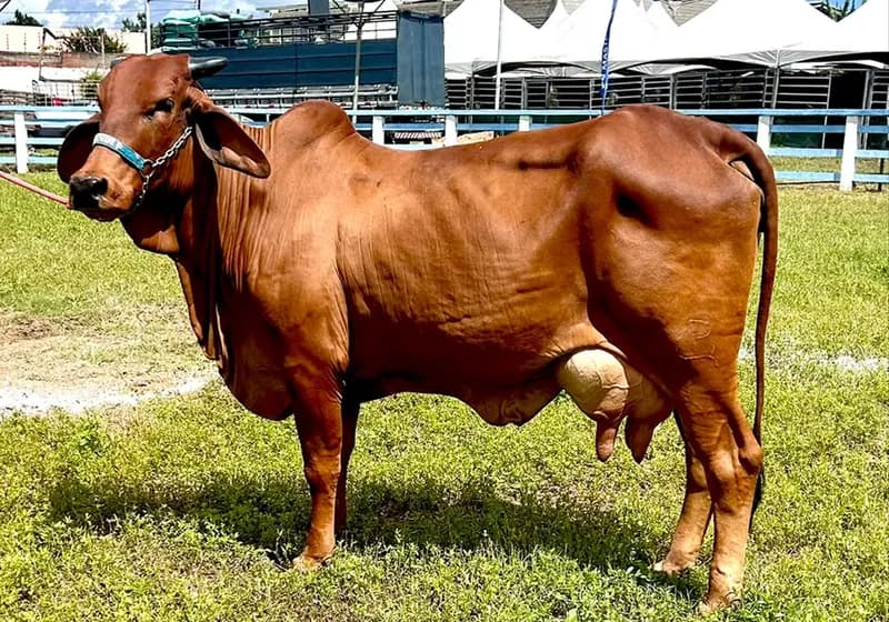 Odalisca P