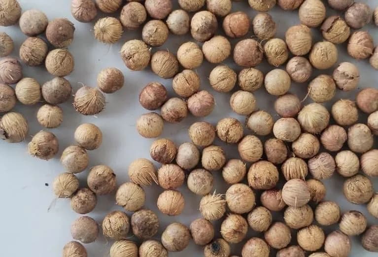 Açaí seco higienizado ensacado – com fibras ou sem casca (biomassa) - Miniatura 9
