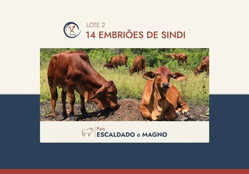 Embriões Sindi PO Elite – Genética Decente, Escaldado e Magno - Miniatura 3