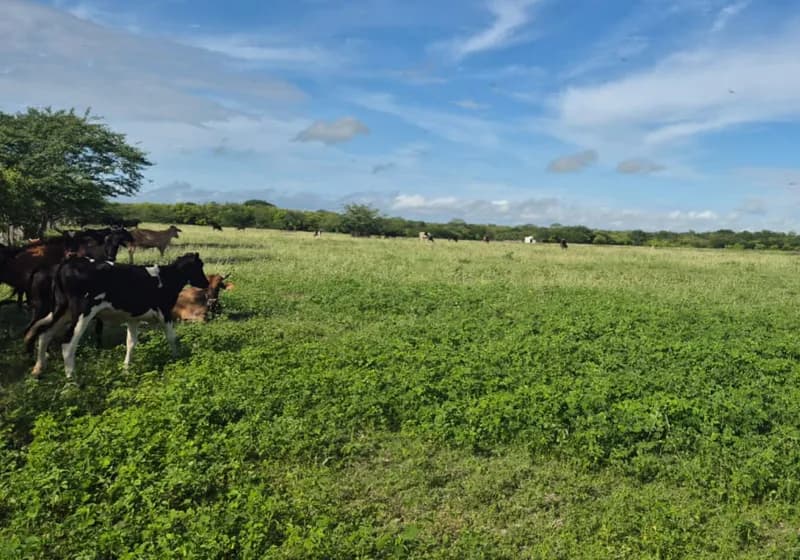 Fazenda Bem localizada— 470 Hectares com Outorga de Água  - Miniatura 3