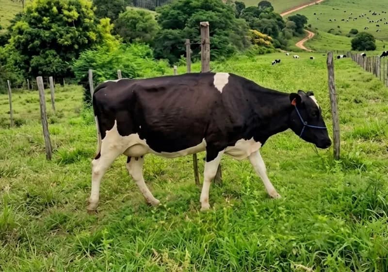 9 vacas de ótima qualidade genética leiteira vale a pena conferir - Miniatura 2