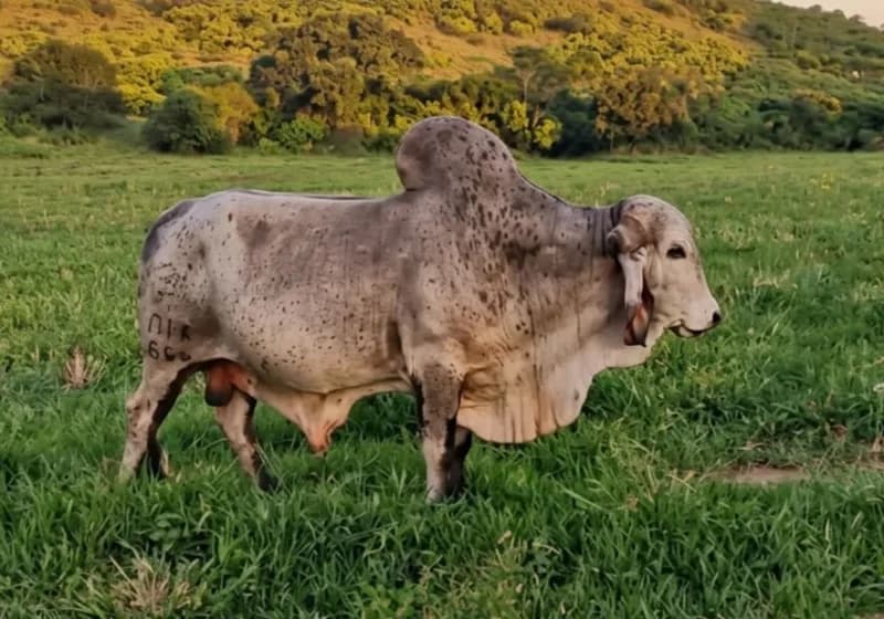 Touro da raça Gir leiteiro de ótima qualidade genética para produção de filhas de alta lactação