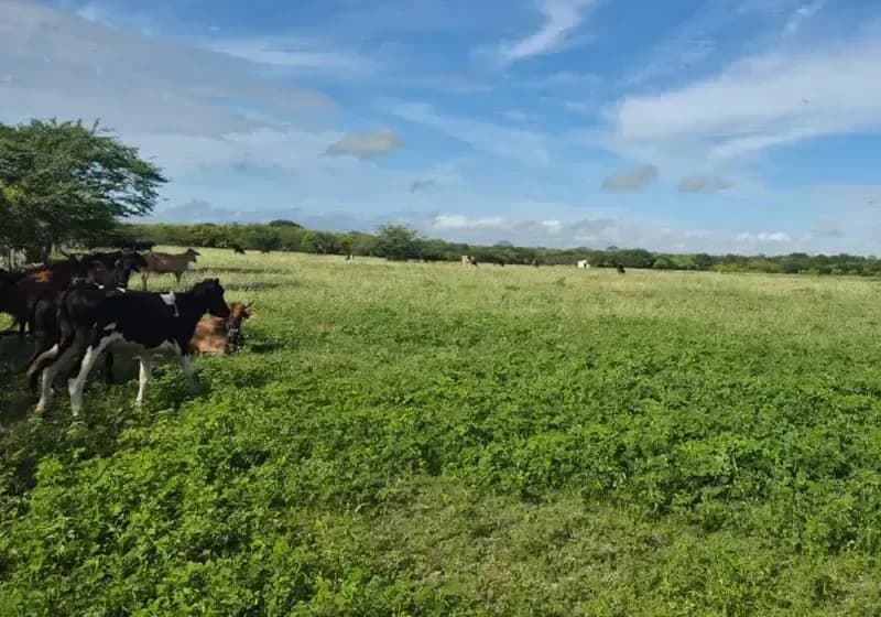 Fazenda Bem localizada— 470 Hectares com Outorga de Água - Miniatura 2