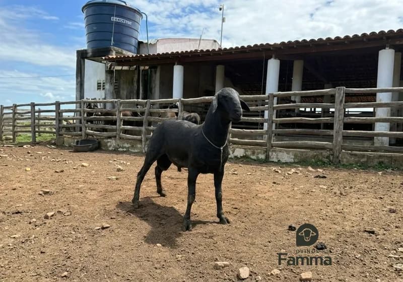 Borrego Reprodutor Santa Inês FABR 0133 – Pronto Para Trabalho - Miniatura 2