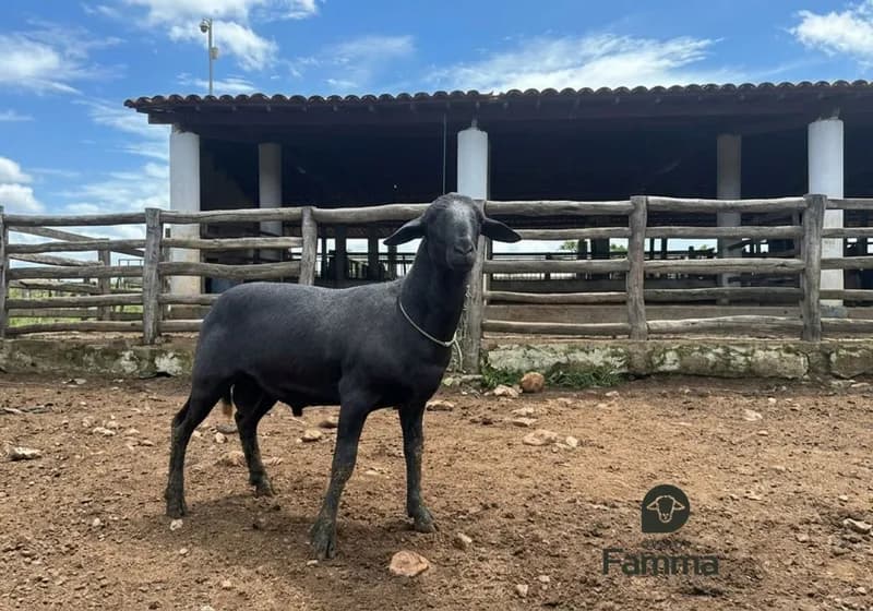 Borrego Reprodutor Santa Inês FABR 0147 – Pronto Para Trabalho - Miniatura 2