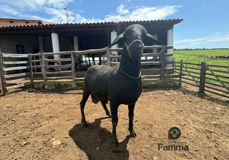 Borrego Reprodutor Santa Inês FABR 0165 – Pronto Para Trabalho - Miniatura 2