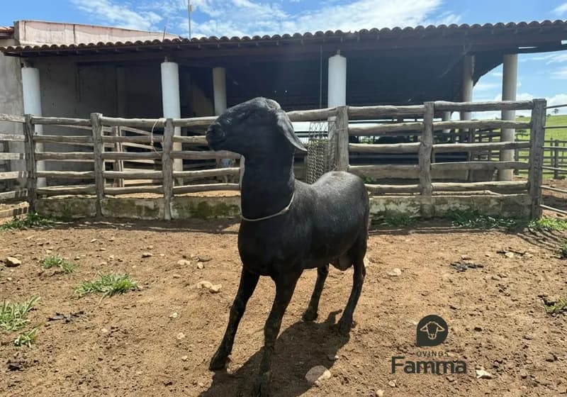 Borrego Reprodutor Santa Inês FABR 0167 – Pronto Para Trabalho - Miniatura 2