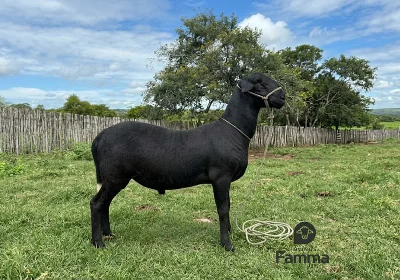 Borrego Reprodutor Santa Inês FABR 0169 – Pronto Para Trabalho - Miniatura 2