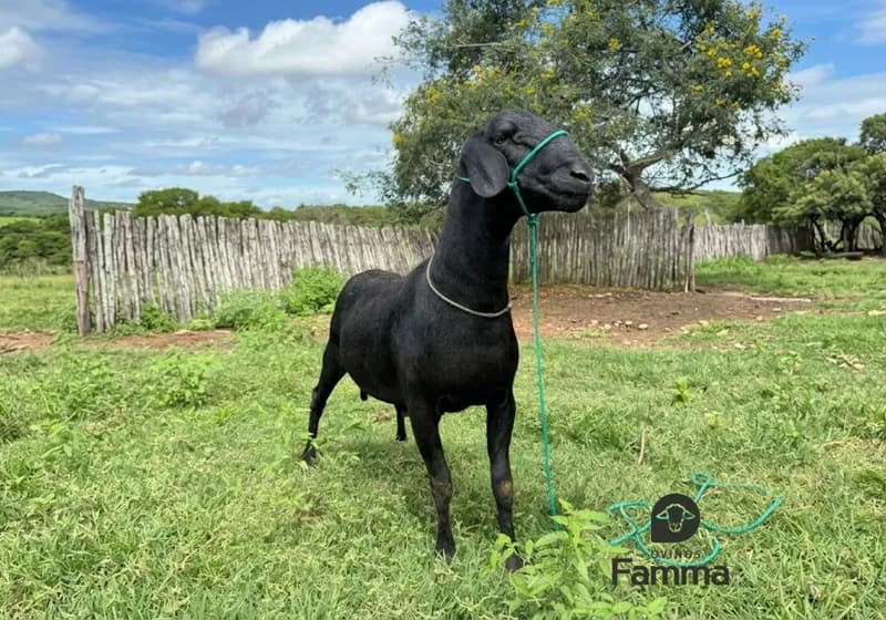 Borrego Reprodutor Santa Inês FABR 0171 – Pronto Para Trabalho - Miniatura 2
