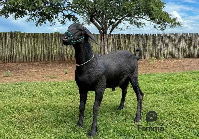 Borrego Reprodutor Santa Inês FABR 0173 – Pronto Para Trabalho - Miniatura 2