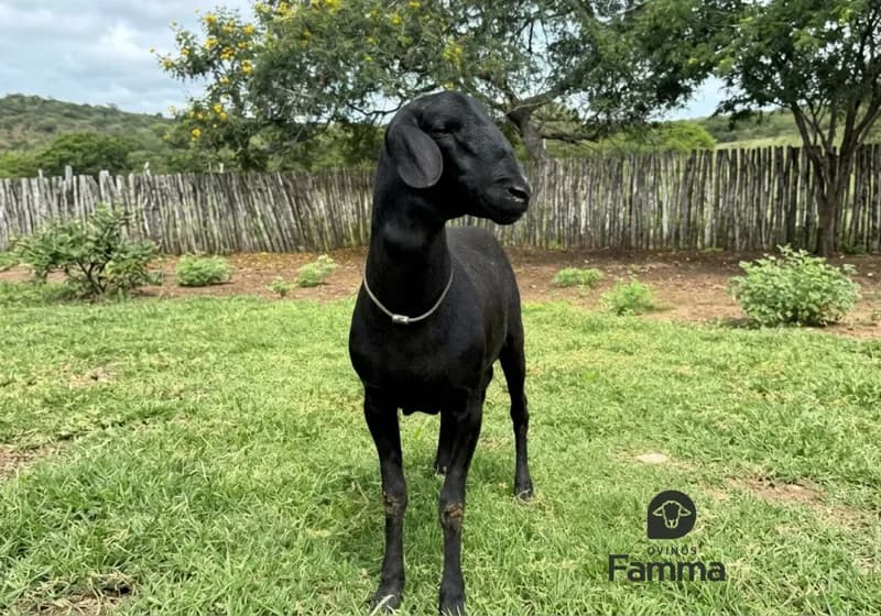Borrego Reprodutor Santa Inês FABR 0175 – Pronto Para Trabalho - Miniatura 2