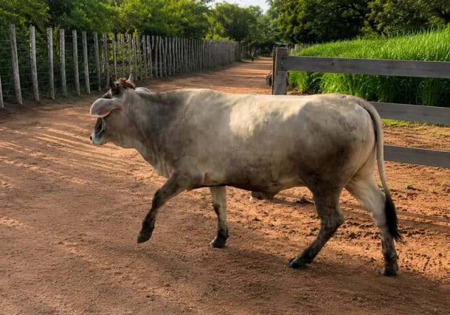 Lote de Novilhas