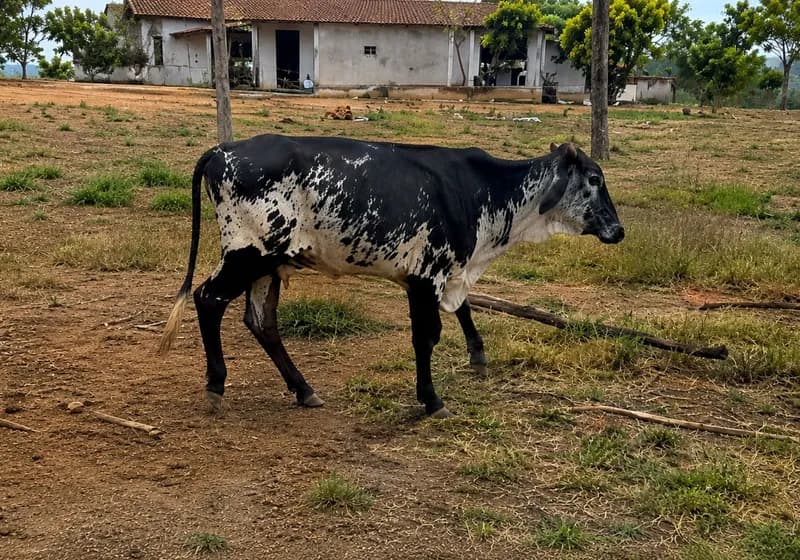 Lote de Novilhas - Miniatura 3