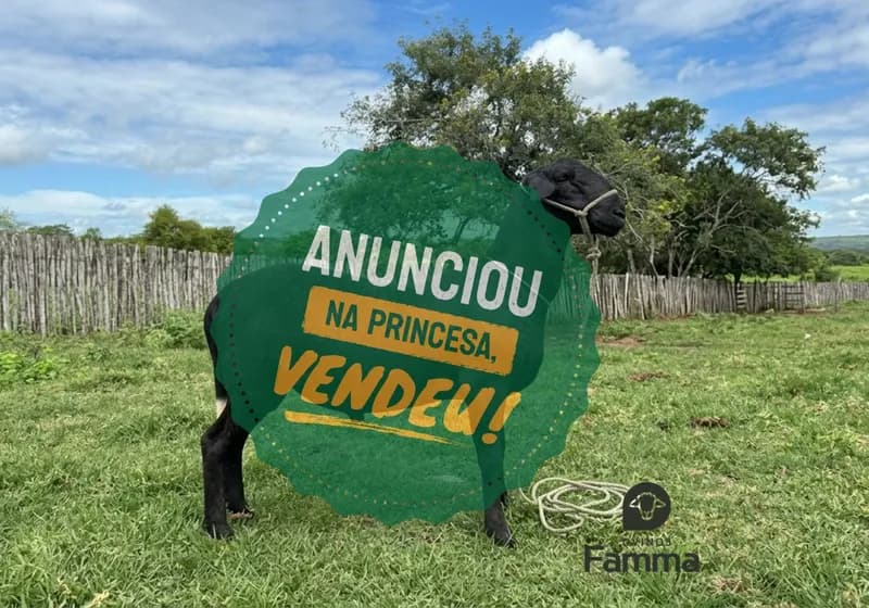 [VENDIDO] - Borrego Reprodutor Santa Inês FABR 0169 – Pronto Para Trabalho - Miniatura 2