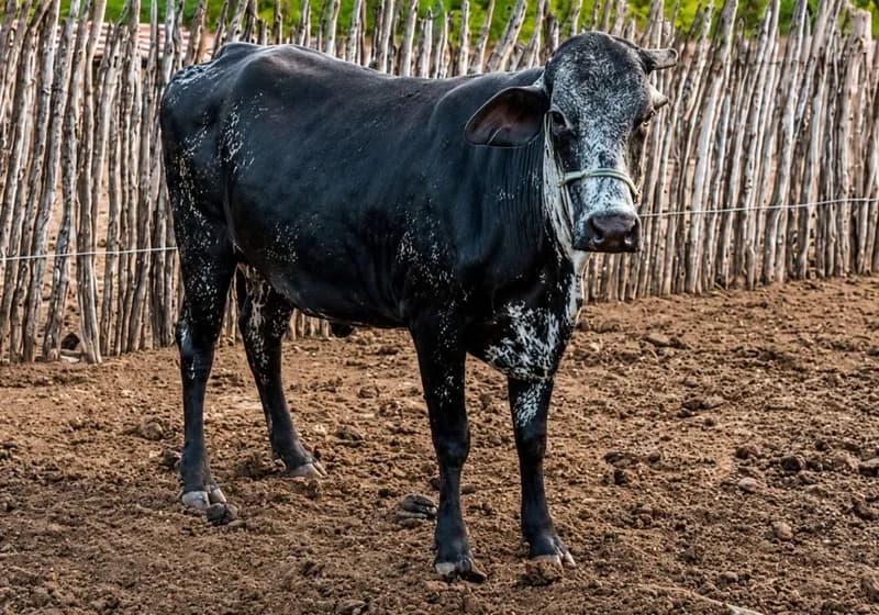 Vaca com segunda cria há 5 meses - Imagem 1