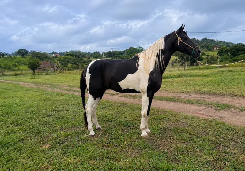 Demolidor do Albefer – Cavalo de Sela Registrado - Miniatura 2