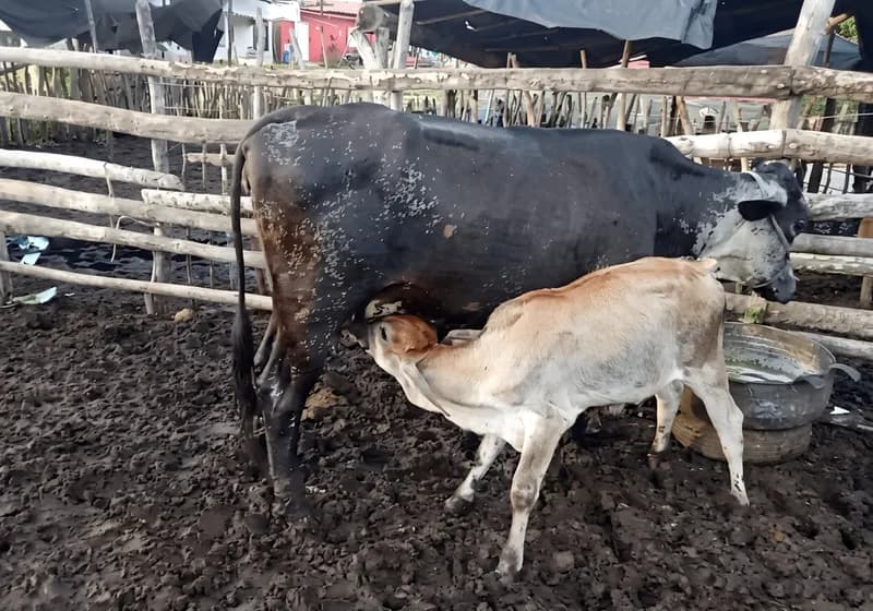 Vaca com Bezerra ao pé - Imagem 1