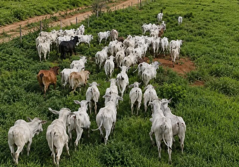 FAZENDA CAMPO VERDE – SÃO DOMINGOS DO MARANHÃO/MA - Miniatura 5