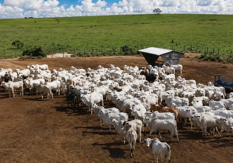 FAZENDA CAMPO VERDE – SÃO DOMINGOS DO MARANHÃO/MA - Miniatura 6