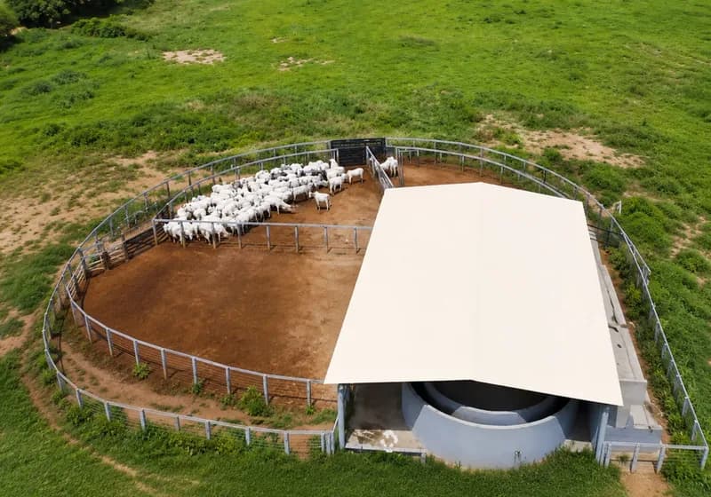 FAZENDA CAMPO VERDE – SÃO DOMINGOS DO MARANHÃO/MA - Miniatura 10