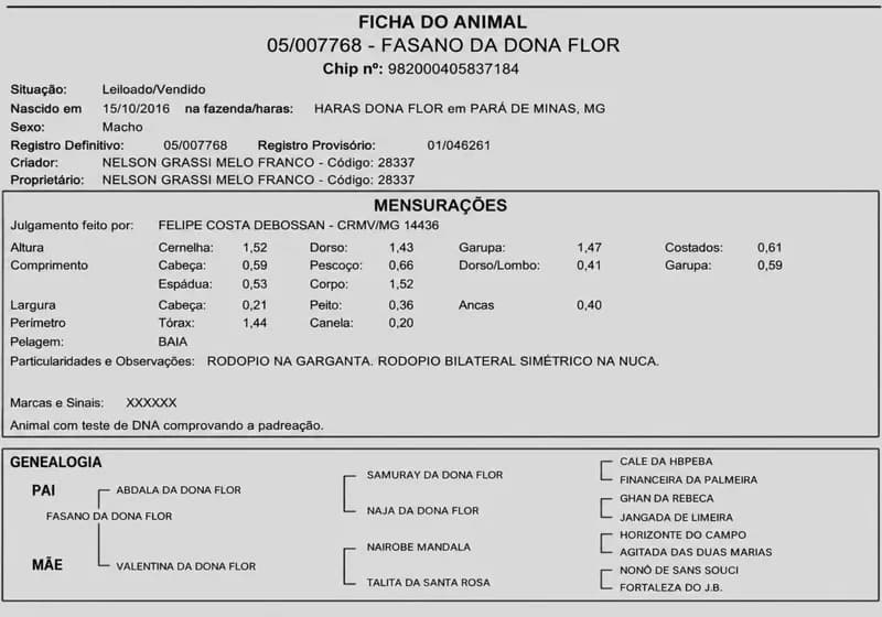 Fasano da Dona Flor - Garanhão da Raça Mangalarga  Marchador - Miniatura 4