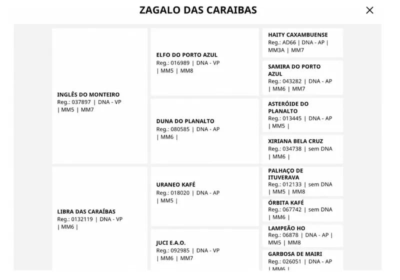 Zagalo das Caraíbas - Miniatura 5
