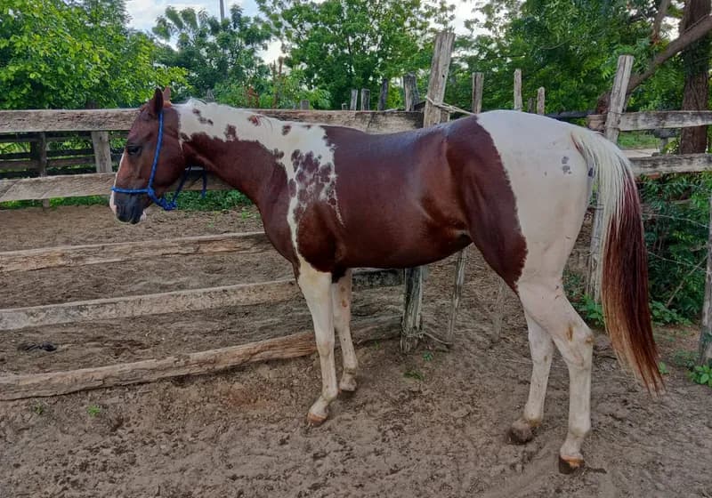 Égua Paint Horse - Miniatura 2