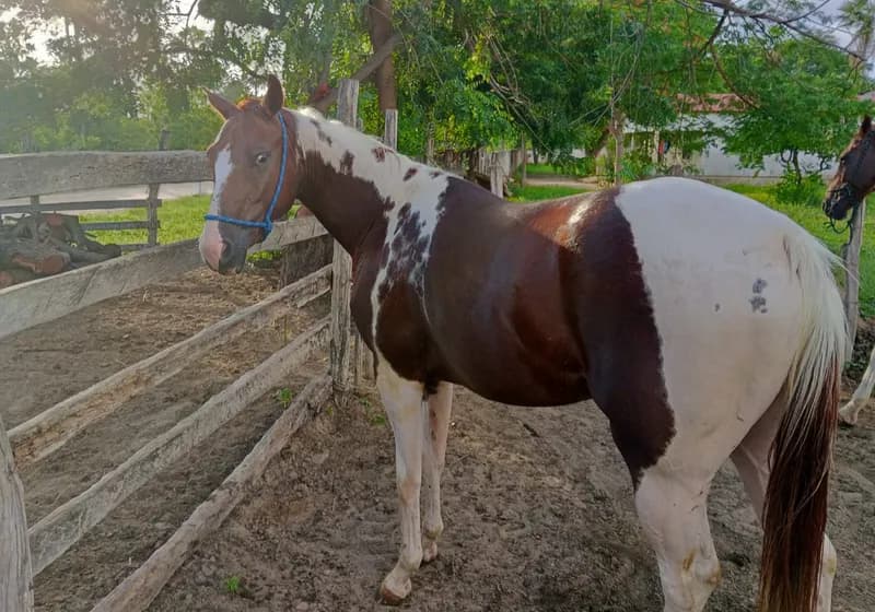 Égua Paint Horse - Miniatura 3