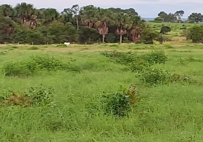 500 Alqueires em Dianópolis Tocantins - Miniatura 5