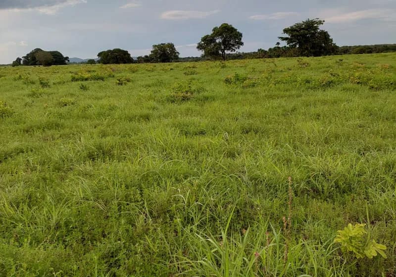500 Alqueires em Dianópolis Tocantins - Miniatura 6