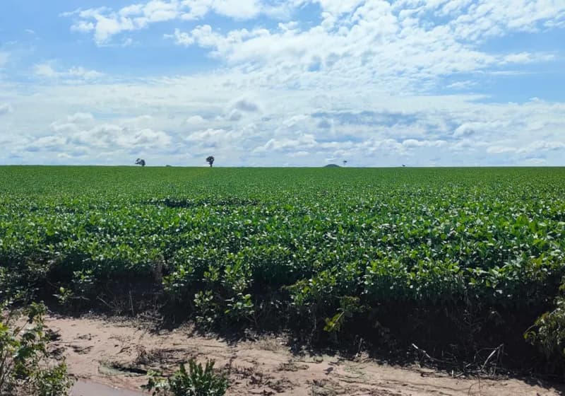 Fazenda de 397 Alqueires em Novo Acordo - TO - Miniatura 8