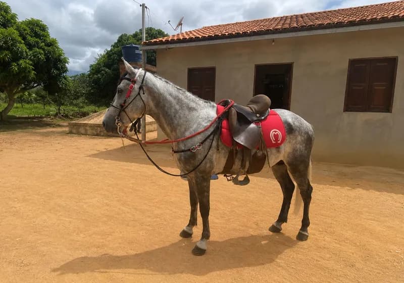 Cavalo Meio Sangue Mangalarga  - Imagem 1