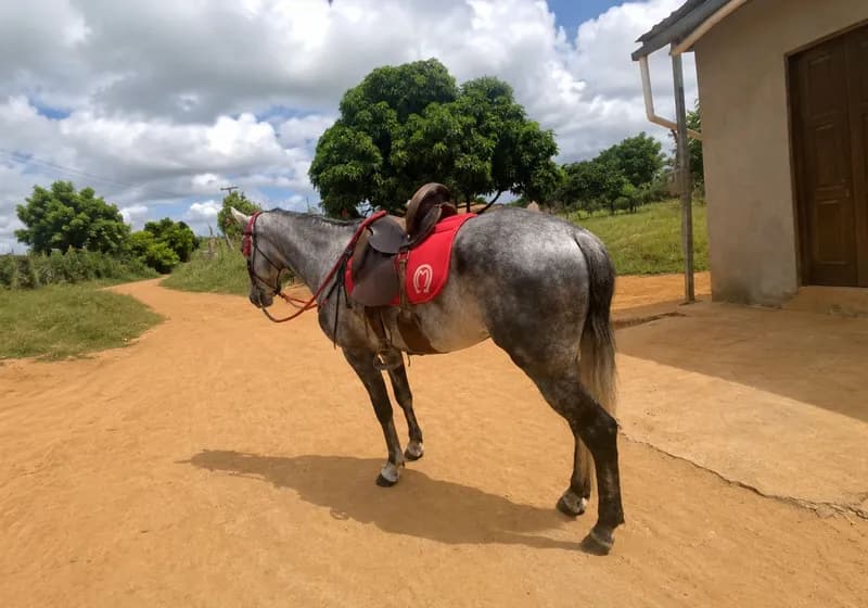 Cavalo Meio Sangue Mangalarga  - Miniatura 2