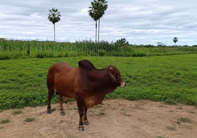 Tourinho Sind PO