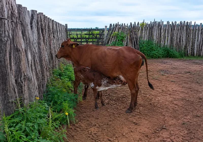 Lote com Três vacas Sindi 3/4 de excelente qualidade - Miniatura 2