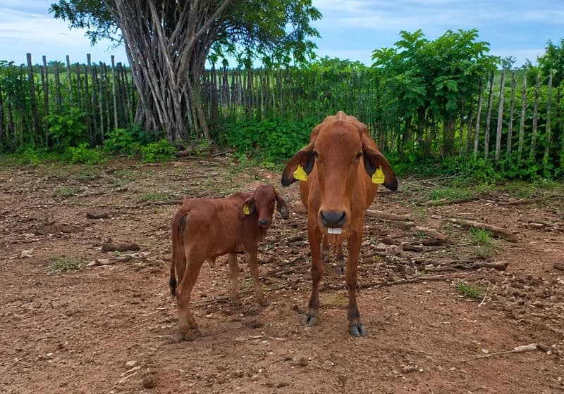 Lote com Três vacas Sindi 3/4 de excelente qualidade - Miniatura 4