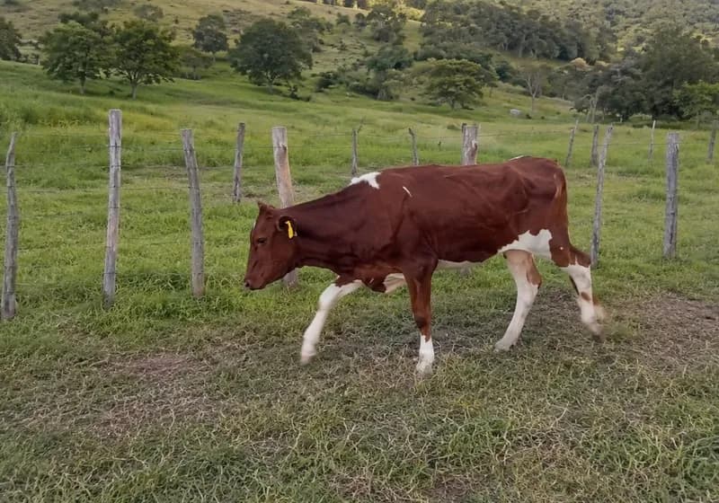 Lote com 24 garrotas - Imagem 1