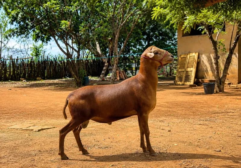 Lote com 19 ovelhas e 1 carneiro com registro da raça Morada Nova - Miniatura 2