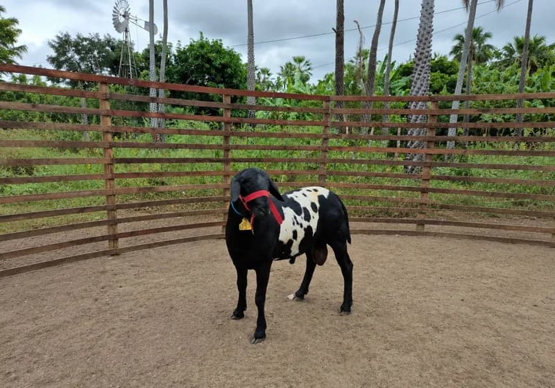 Carneiro Mestiço - Santa Inês com Dorper - Imagem 1