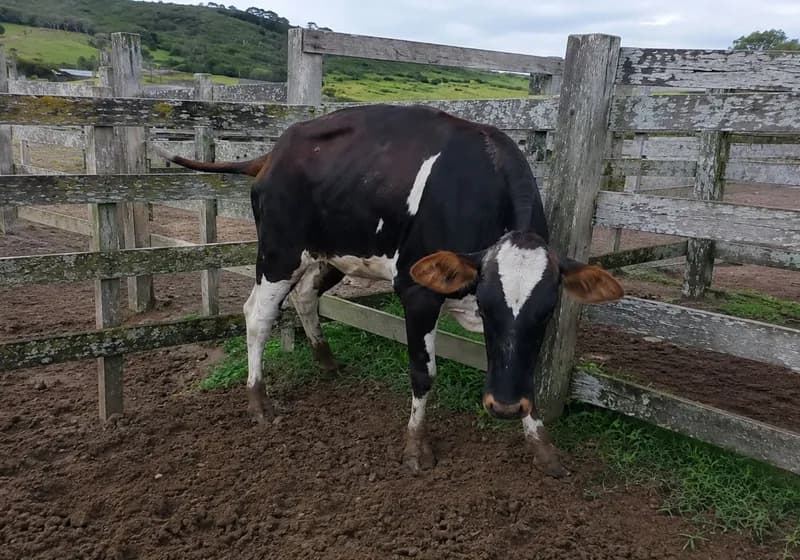 Novilha Pardo com Holândes - Imagem 1