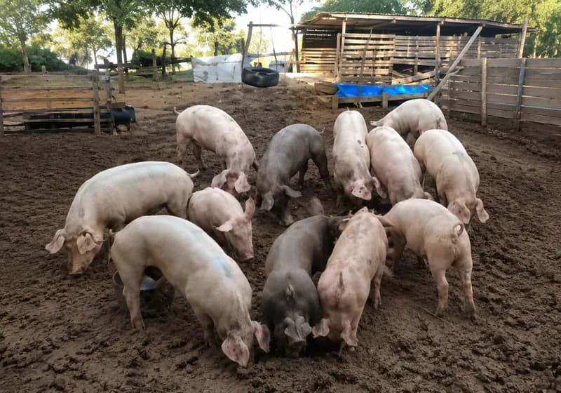 Lote de Porcos - Miniatura 2
