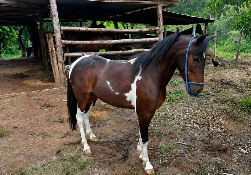 Cavalo Piquira Pampa de Preto  - Miniatura 2
