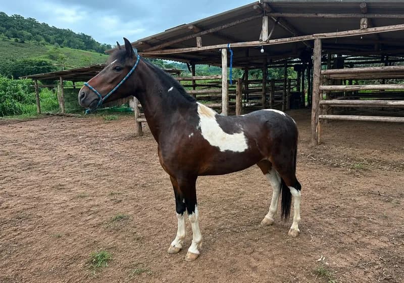 Cavalo Piquira Pampa de Preto  - Miniatura 3