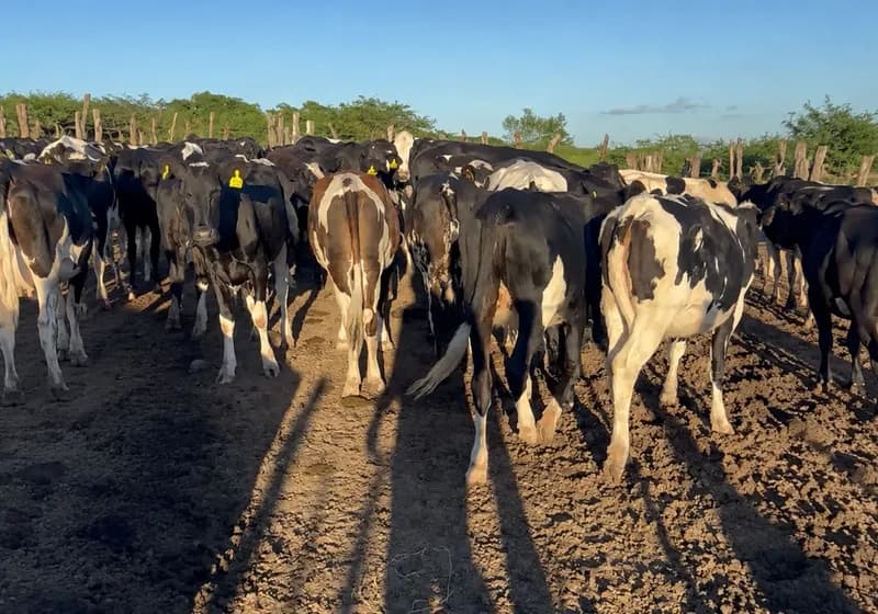 Lote com 28 Garrotas da Raça Holândes